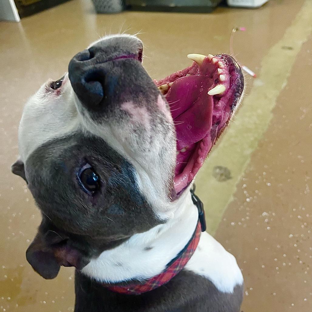 Enlarge Knuckles, a Adoptable American Staffordshire Terrier in Belleville, IL image 3/6