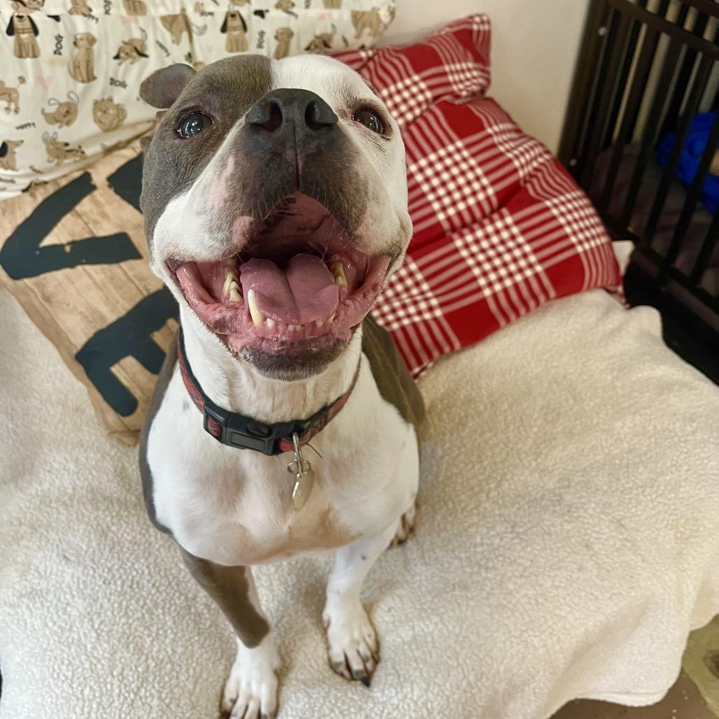 Enlarge Knuckles, a Adoptable American Staffordshire Terrier in Belleville, IL image 4/6