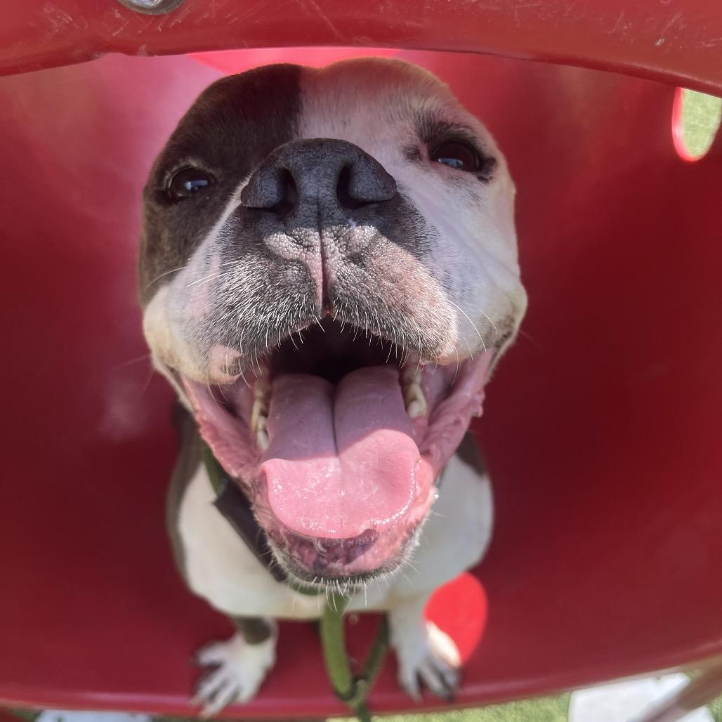 Enlarge Knuckles, a Adoptable American Staffordshire Terrier in Belleville, IL image 5/6