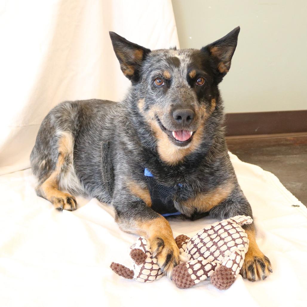 Enlarge Molly, a Adoptable Australian Cattle Dog / Blue Heeler in Rifle, CO image 1/5