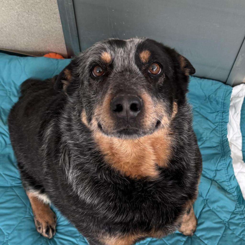 Enlarge Molly, a Adoptable Australian Cattle Dog / Blue Heeler in Rifle, CO image 2/5