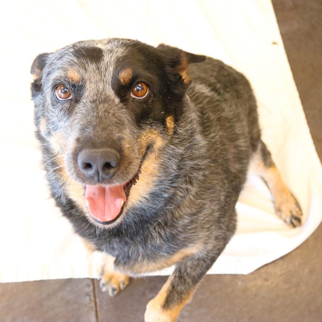 Enlarge Molly, a Adoptable Australian Cattle Dog / Blue Heeler in Rifle, CO image 3/5