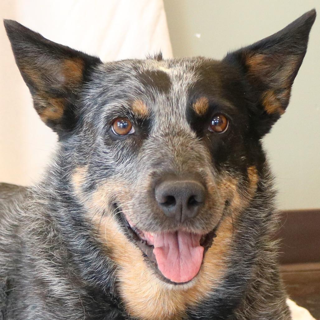 Enlarge Molly, a Adoptable Australian Cattle Dog / Blue Heeler in Rifle, CO image 4/5