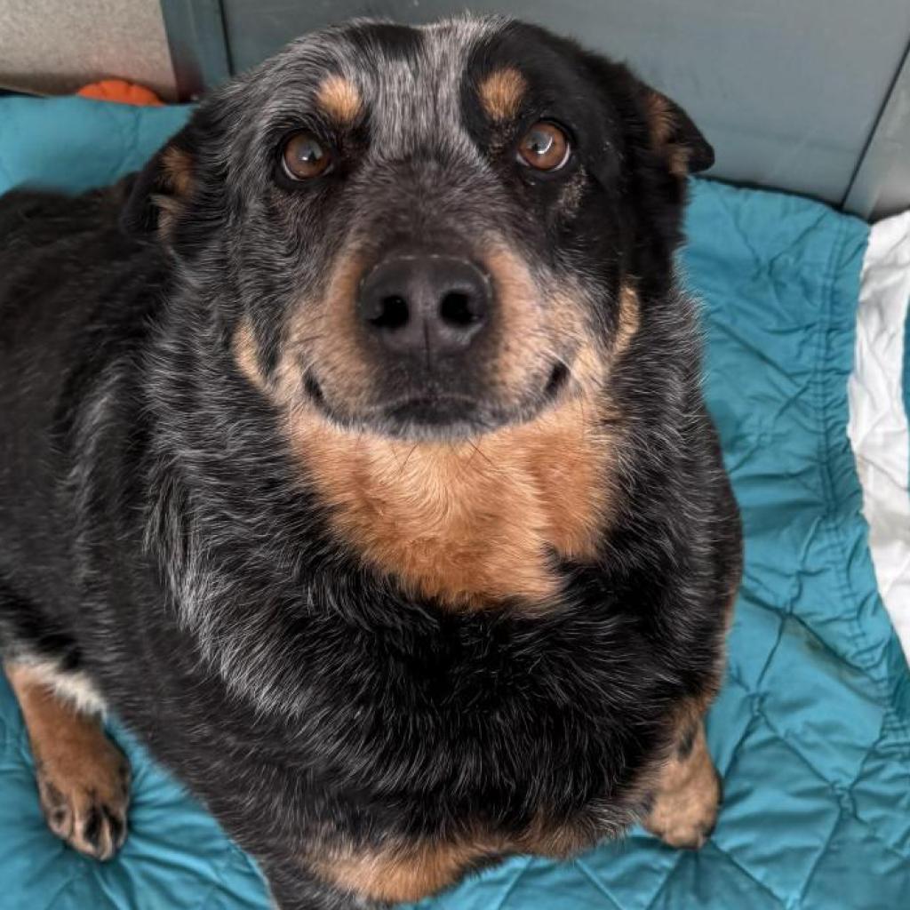 Enlarge Molly, a Adoptable Australian Cattle Dog / Blue Heeler in Rifle, CO image 5/5