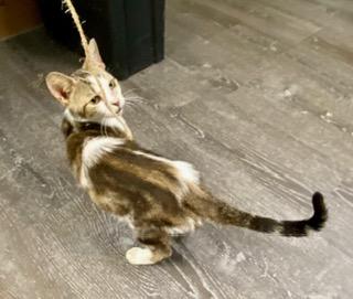 Enlarge Sasha, a Adopted American Shorthair in Fredericksburg, OH image 2/2