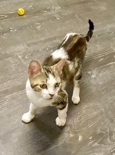 Enlarge Sasha, a Adopted American Shorthair in Fredericksburg, OH image 1/2