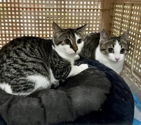 Hansel & Gretel, Baby Male Tabby