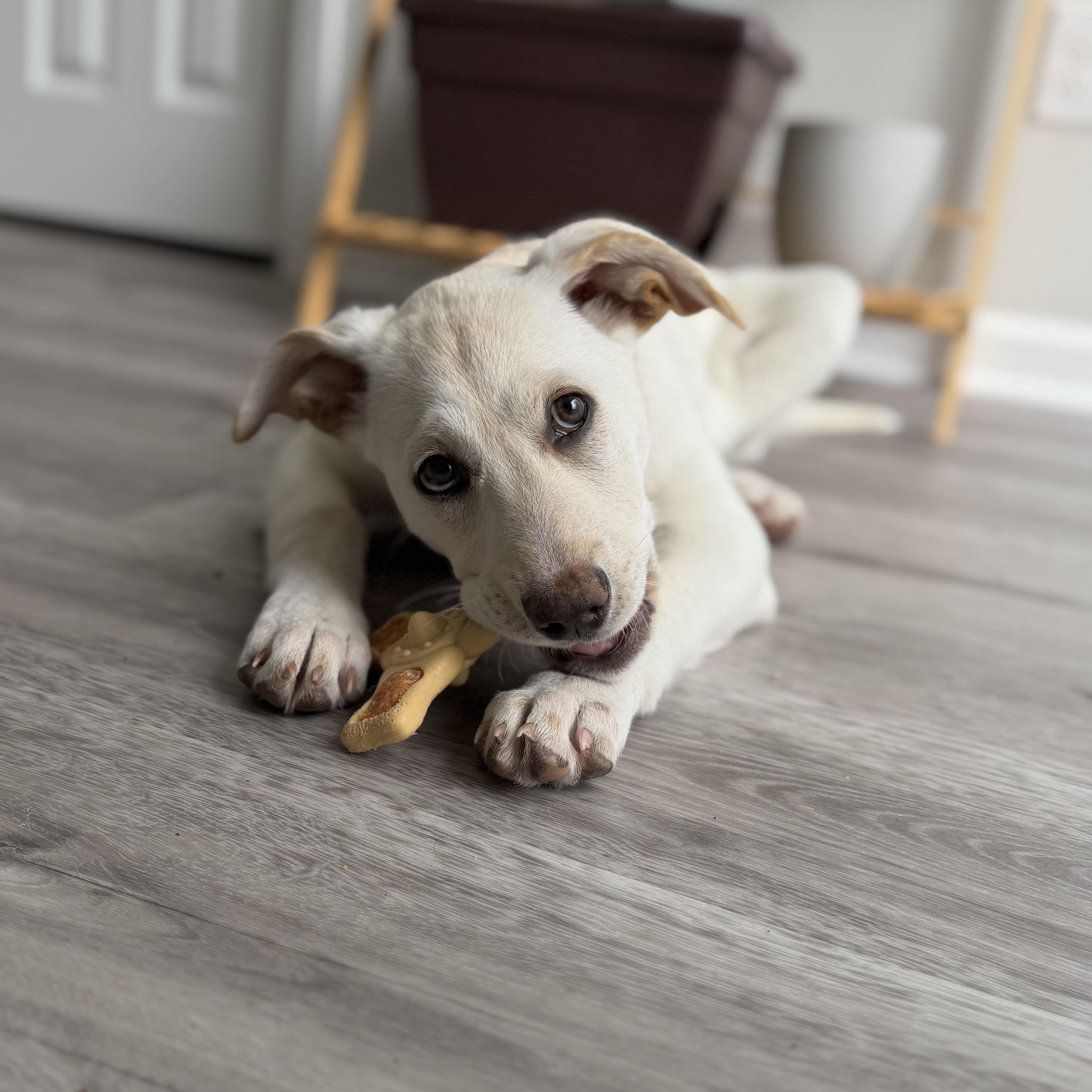 Enlarge Addie, an adopted mixed breed in Prior Lake, MN image 6/6