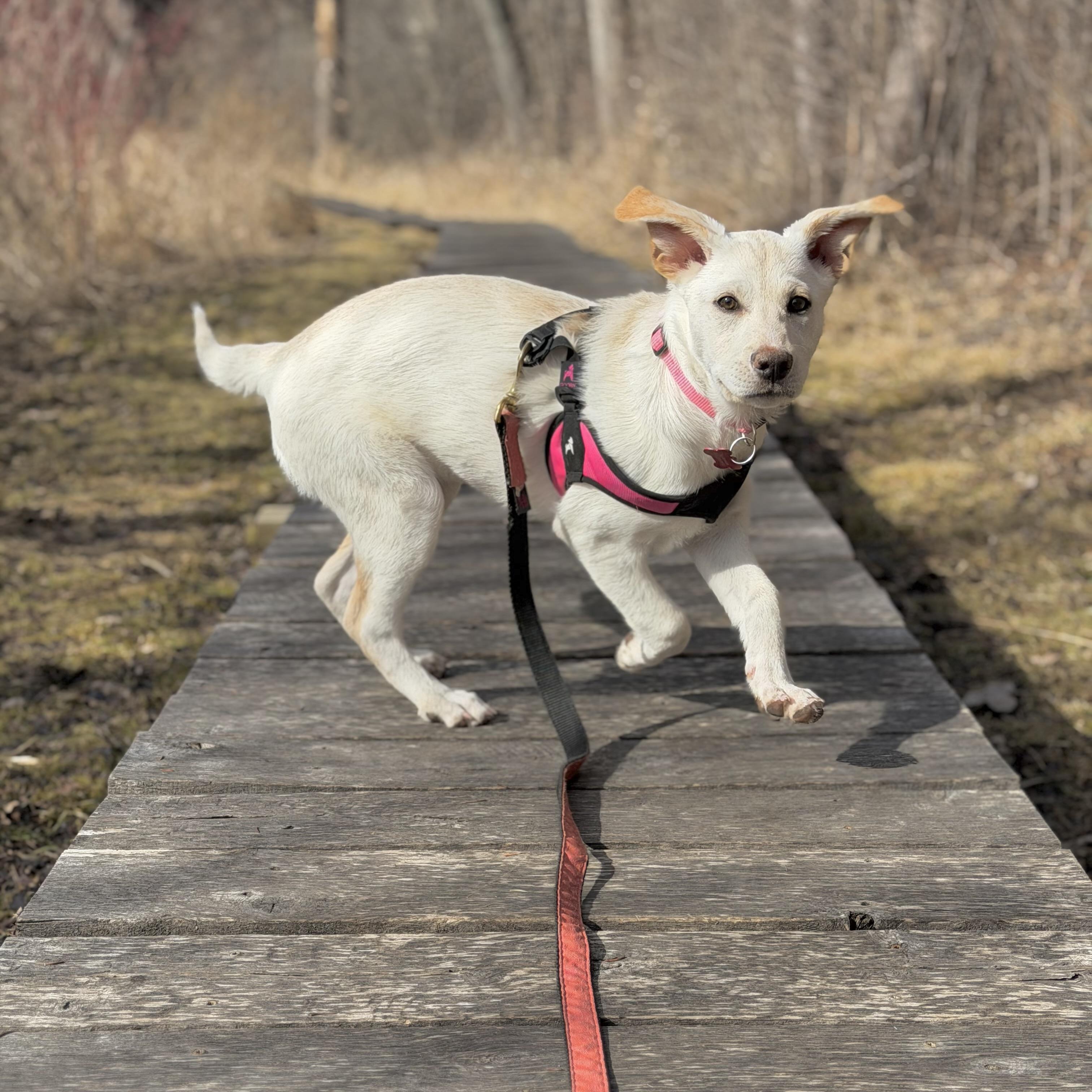 Enlarge Addie, an adopted mixed breed in Prior Lake, MN image 3/6