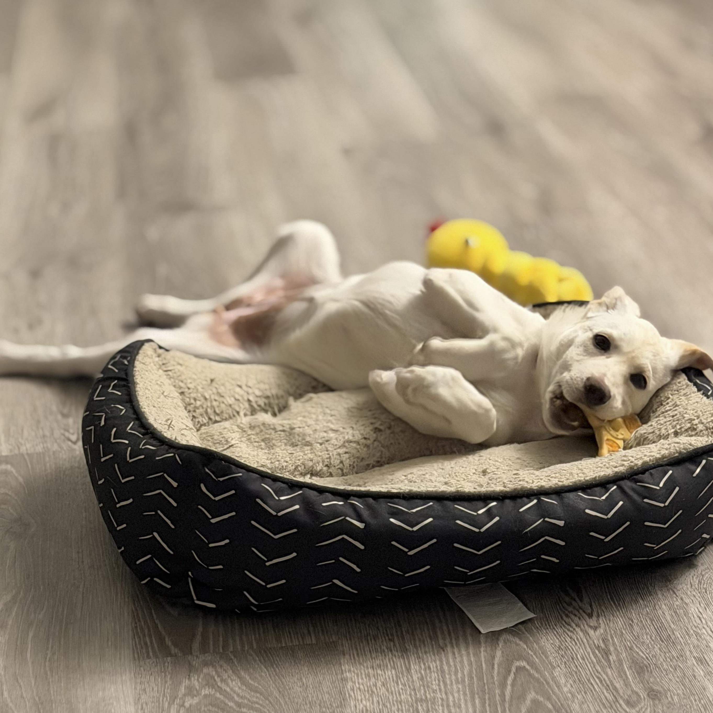 Enlarge Addie, an adopted mixed breed in Prior Lake, MN image 2/6