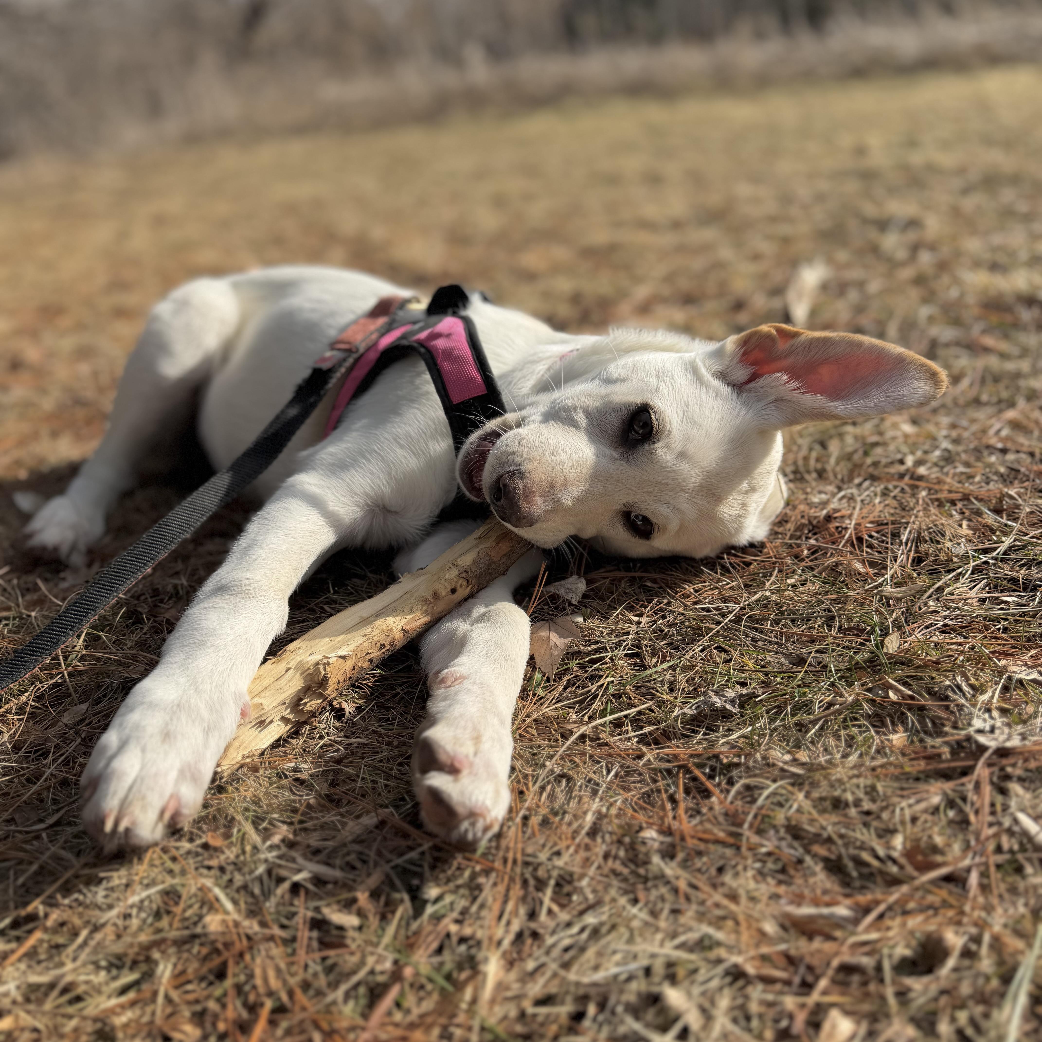 Enlarge Addie, an adopted mixed breed in Prior Lake, MN image 4/6