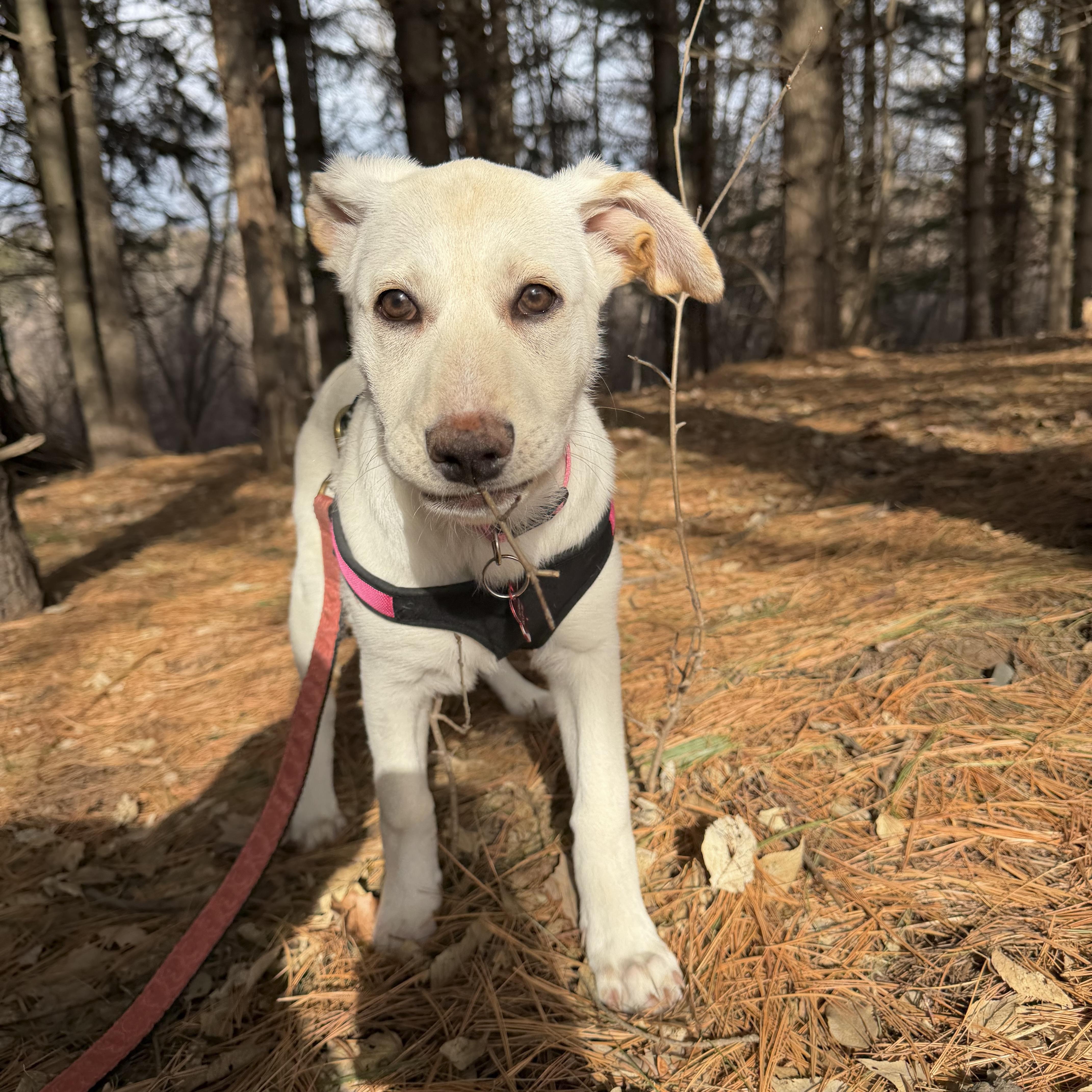 Enlarge Addie, an adopted mixed breed in Prior Lake, MN image 5/6
