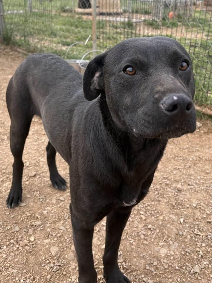Enlarge Bubba, a ADOPTABLE mixed breed in Munfordville, KY image 2/3