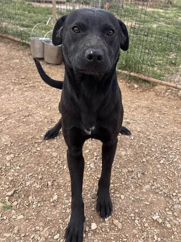 Enlarge Bubba, a ADOPTABLE mixed breed in Munfordville, KY image 3/3