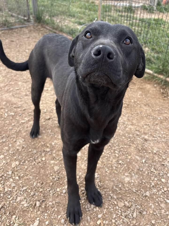 Bubba, ADOPTABLE, Adult Male Black Labrador Retriever & American Staffordshire Terrier.