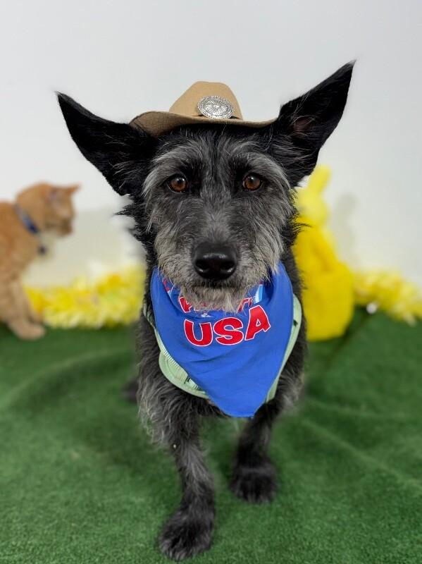 Olive-One of our Amazing Rescue Dogs, Adoptable, Young Female Scottish Terrier & Border Terrier.