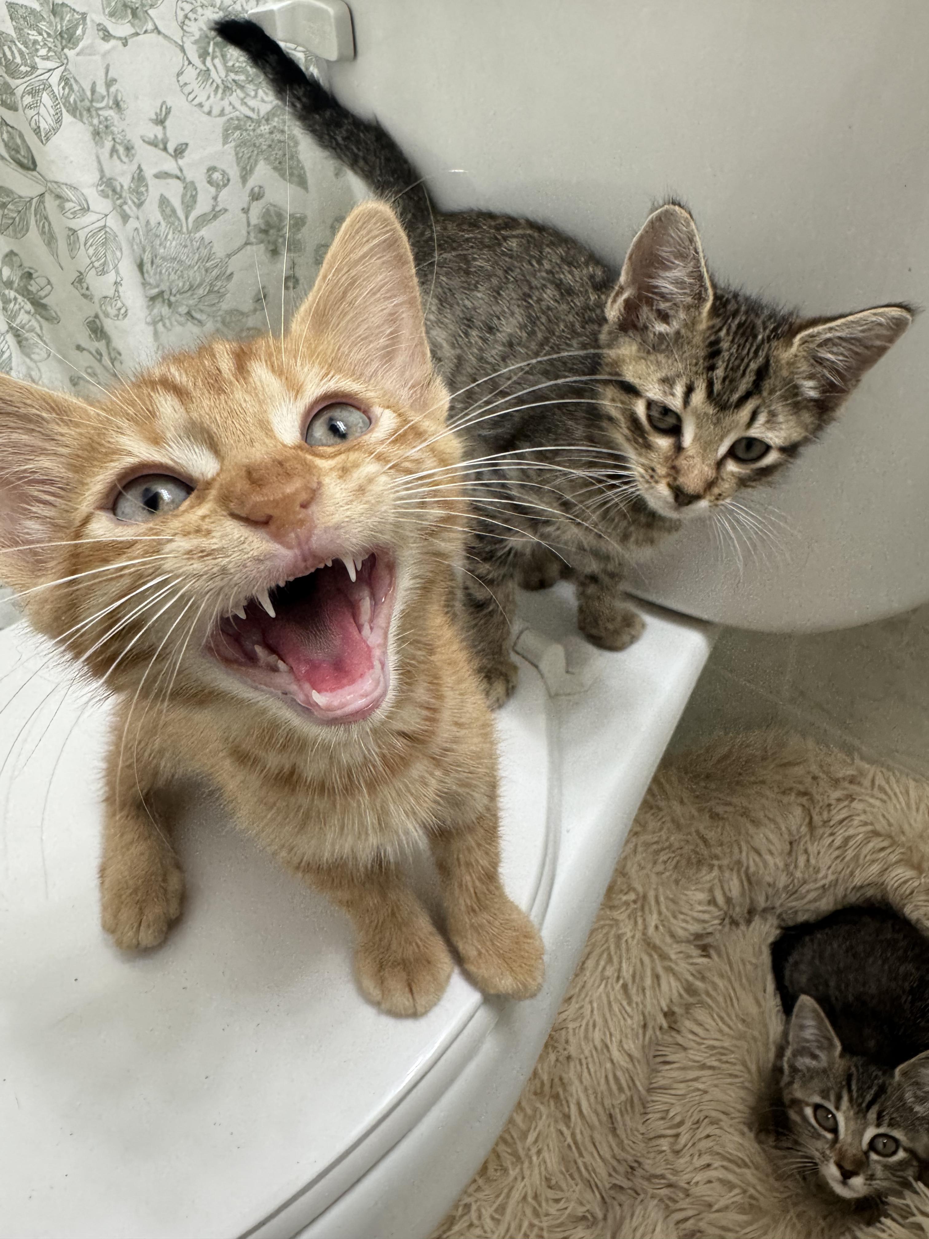 Buckwheat and Farro, ADOPTABLE, Kitten Male Domestic Short Hair.