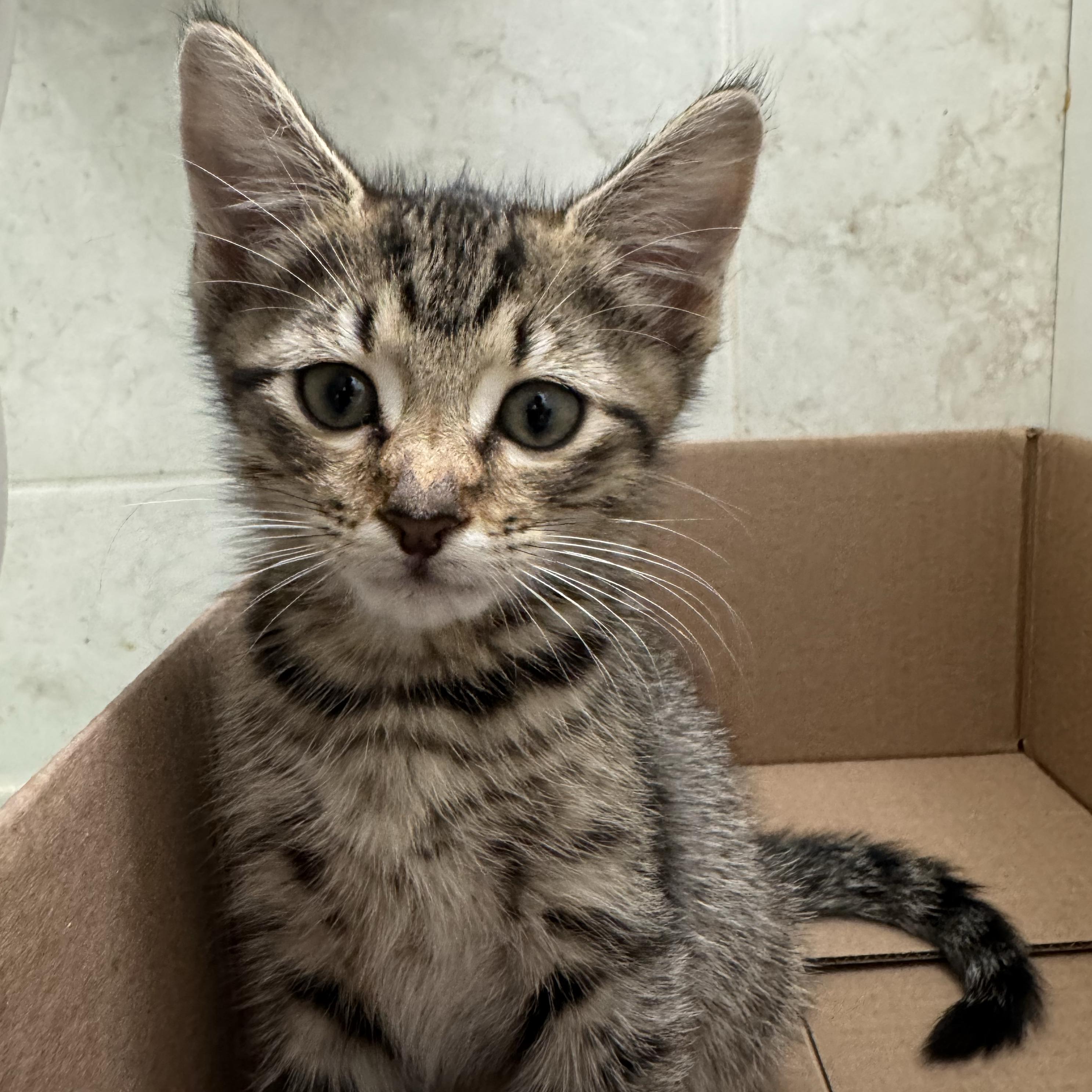Enlarge Buckwheat and Farro, a ADOPTABLE Domestic Short Hair in Brooklyn, NY image 3/6
