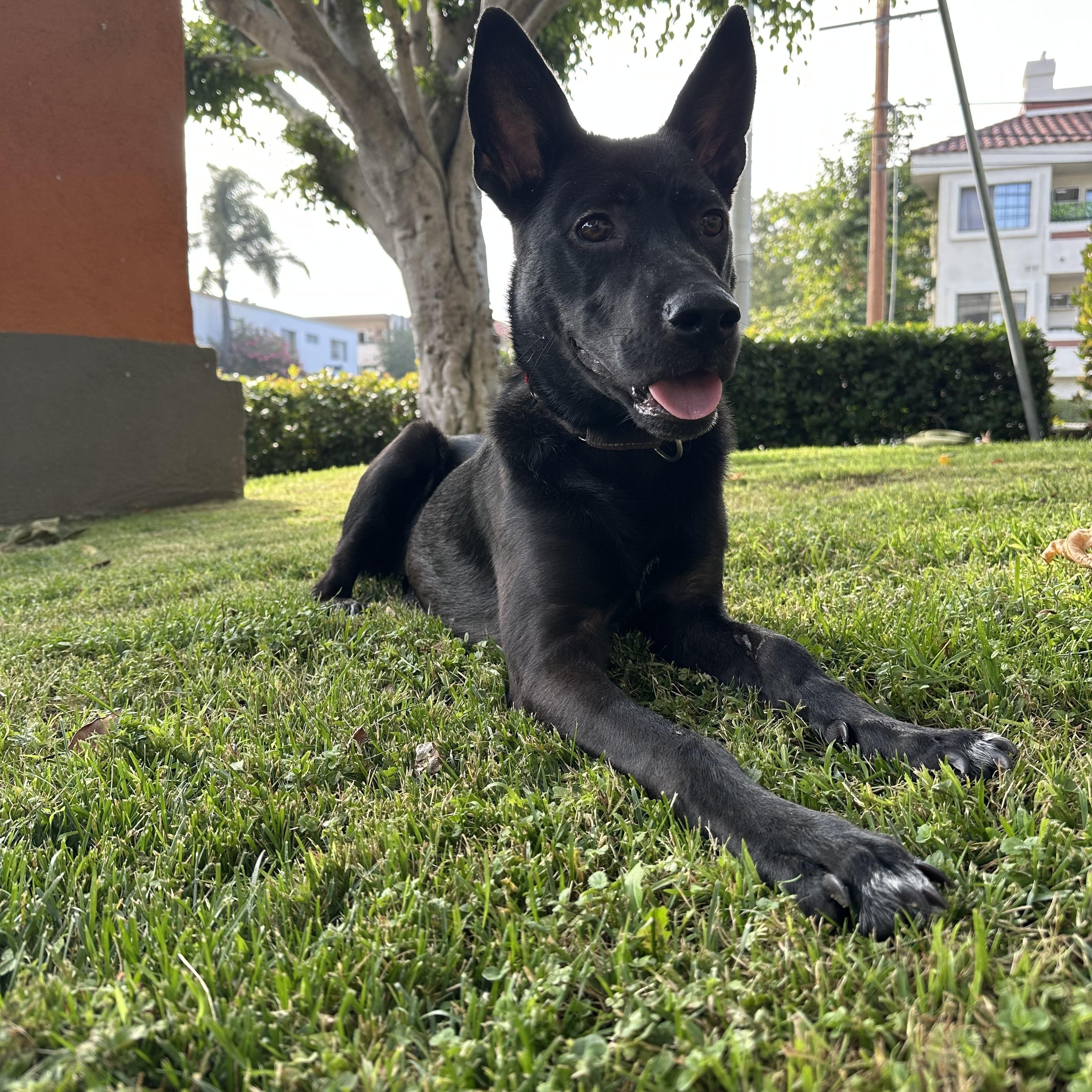 Cooper, ADOPTABLE, Young Male Shepherd & Black Labrador Retriever.