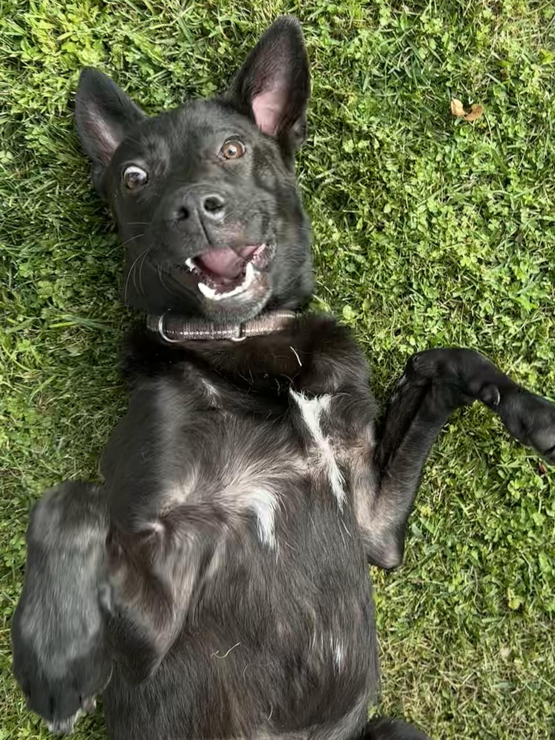Cooper, a ADOPTABLE mixed breed in Los Angeles, CA image 2/5