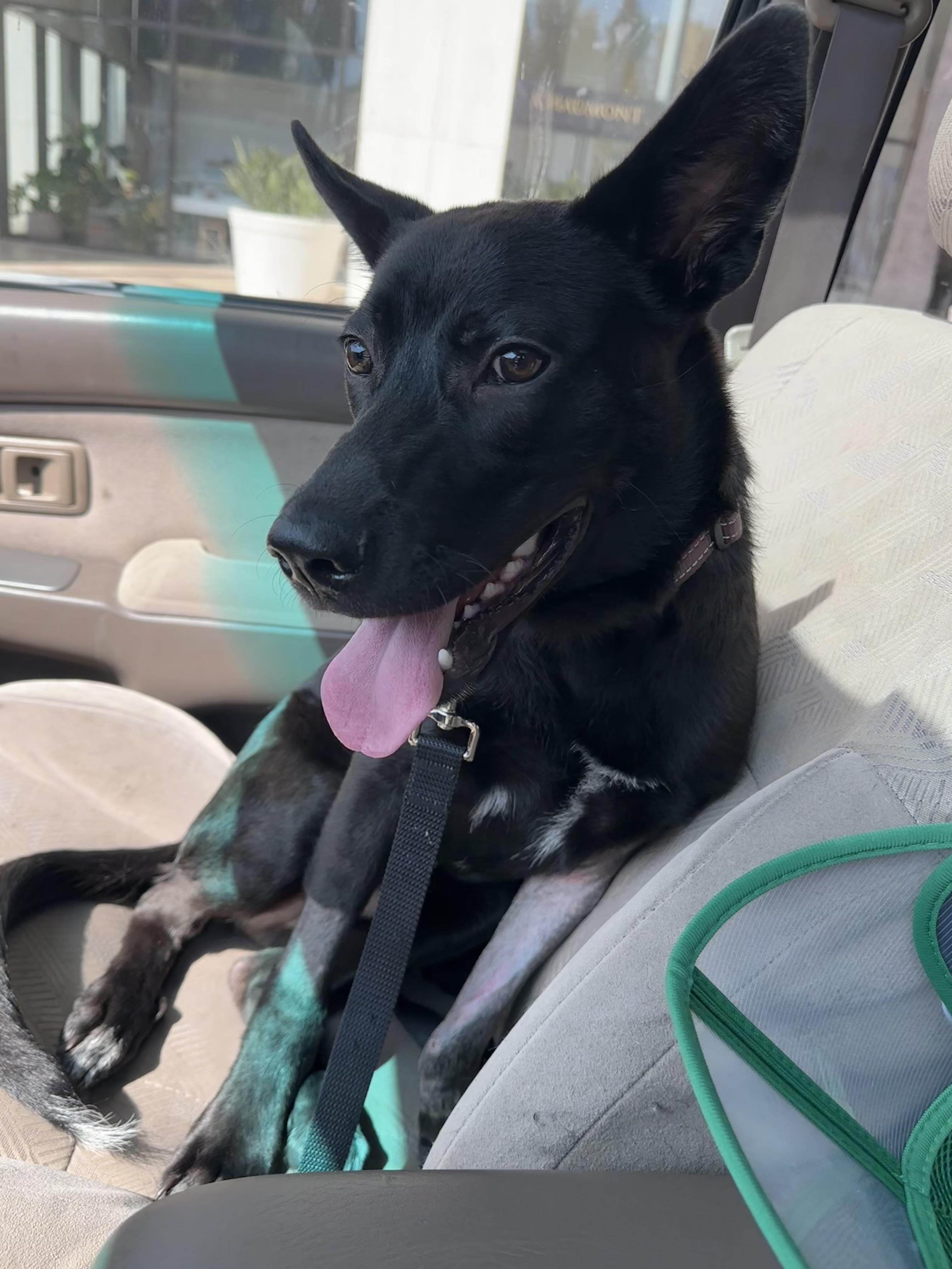 Cooper, a ADOPTABLE mixed breed in Los Angeles, CA image 5/5
