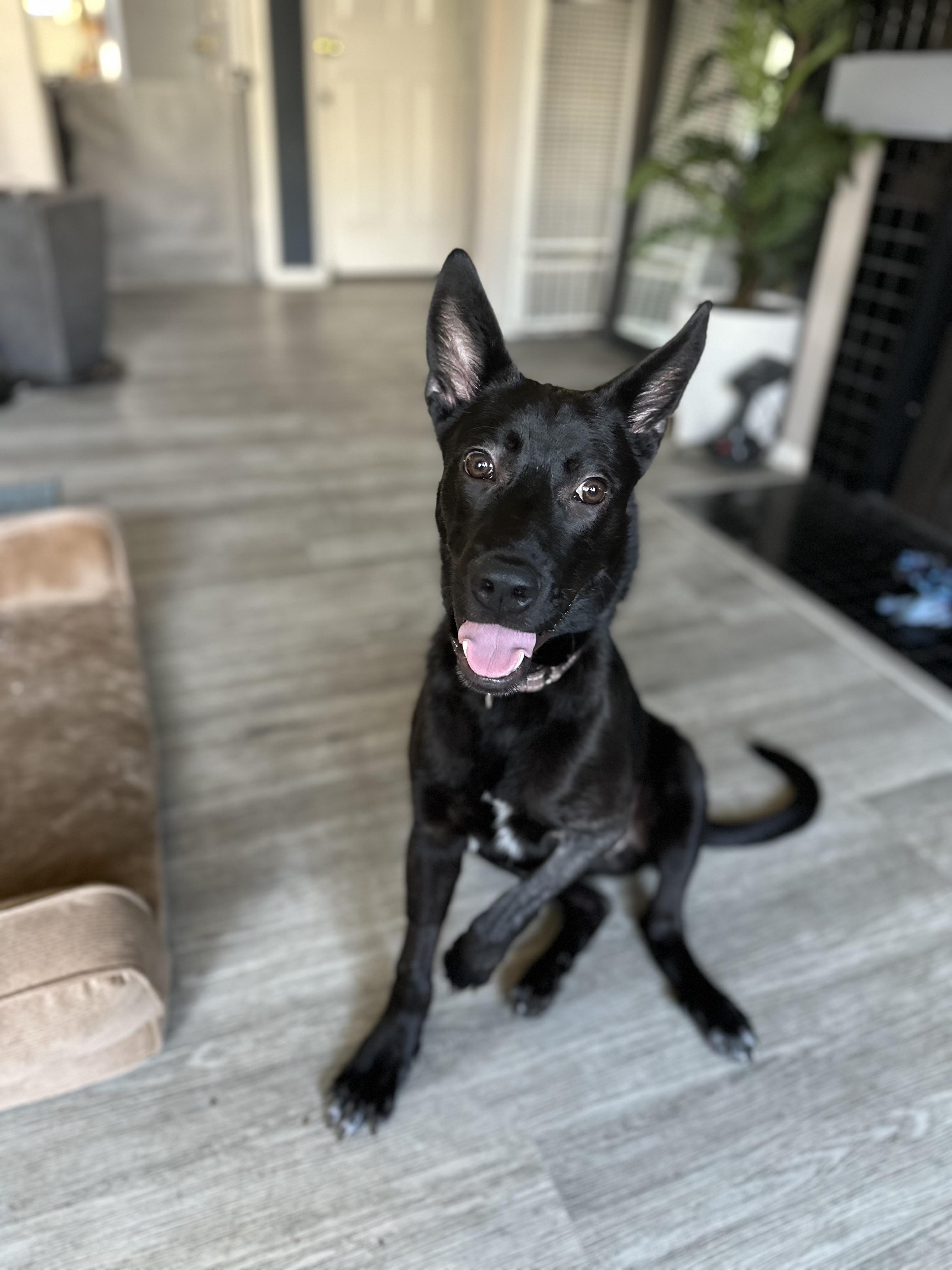 Cooper, a ADOPTABLE mixed breed in Los Angeles, CA image 3/5