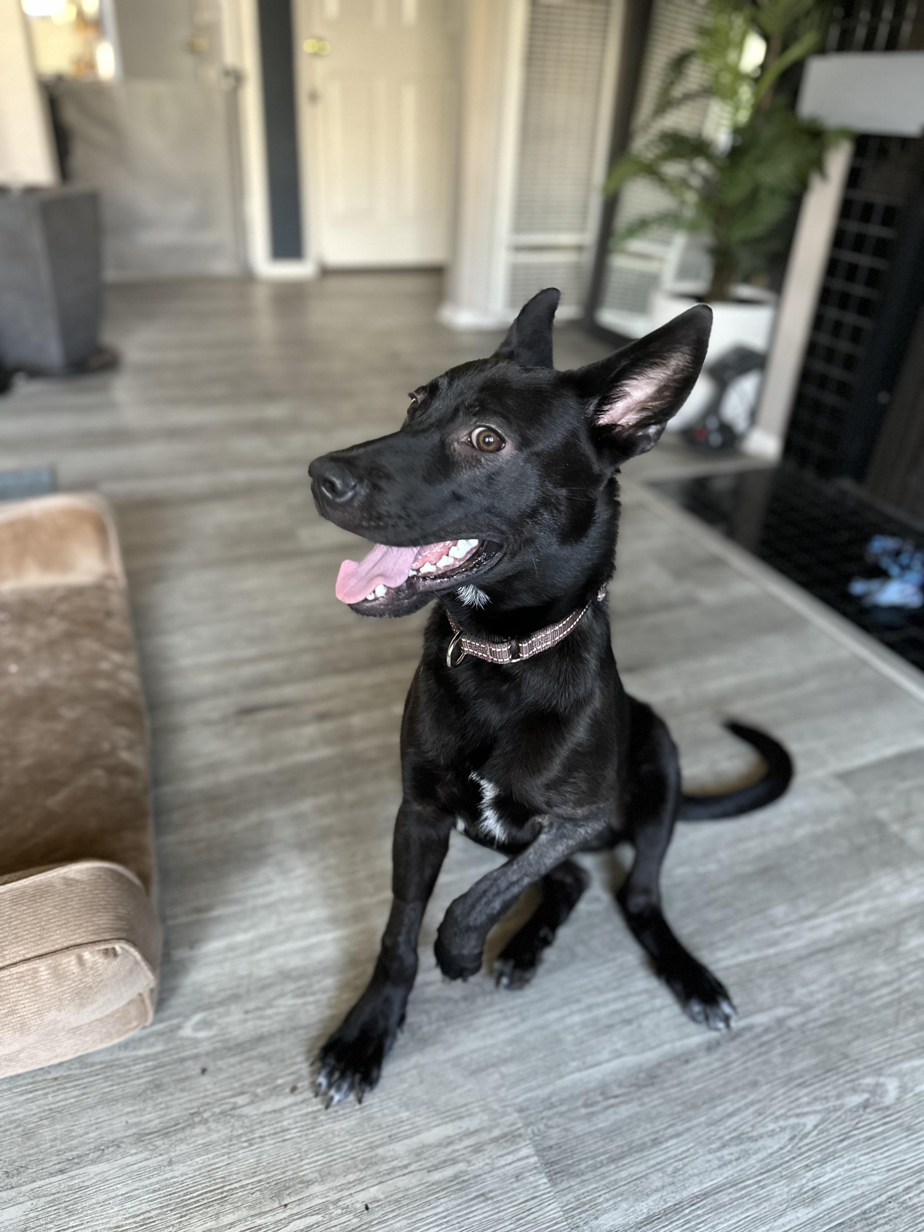 Cooper, a ADOPTABLE mixed breed in Los Angeles, CA image 4/5