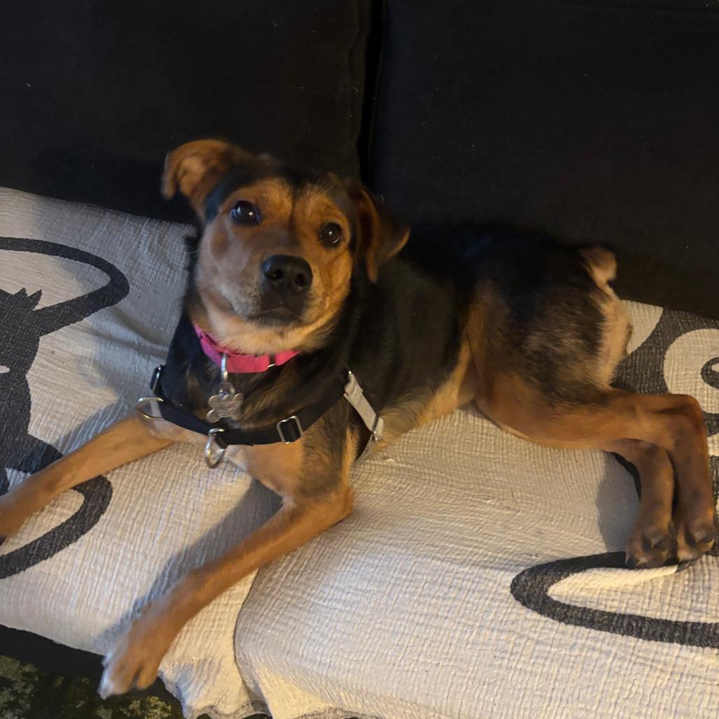 Pinky, Adoptable, Young Female Beagle.