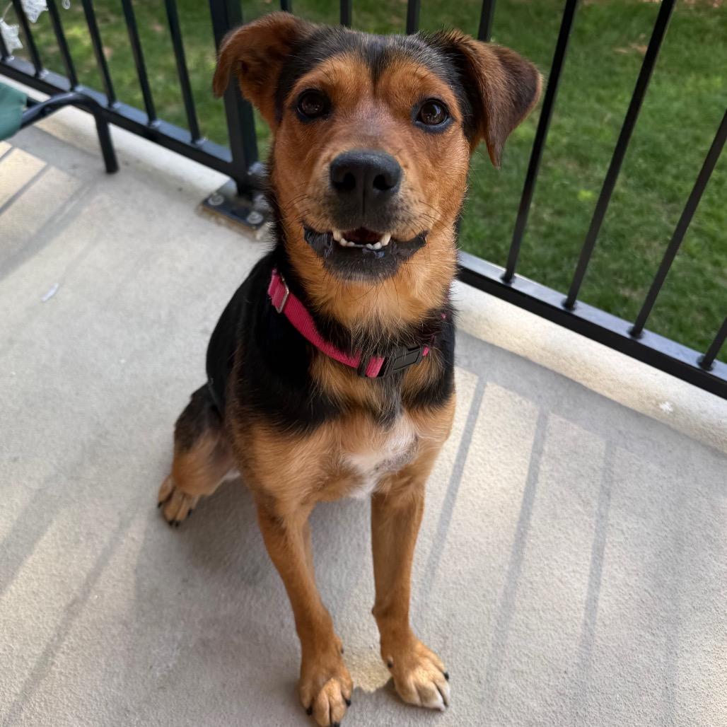 Enlarge Pinky, a Adoptable mixed breed in Falls Church, VA image 2/6