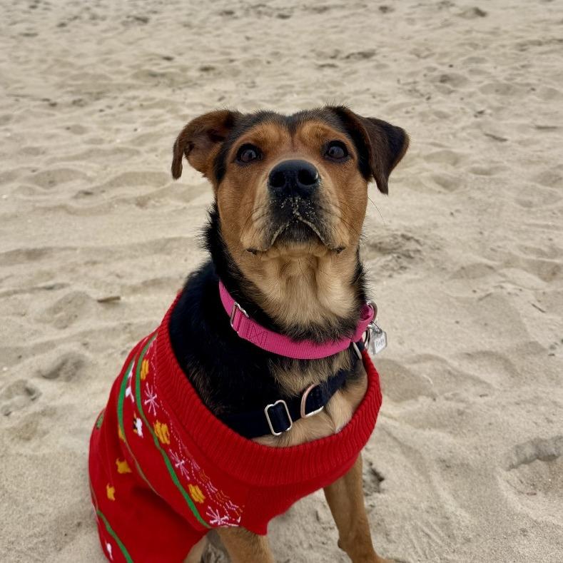 Enlarge Pinky, a Adoptable mixed breed in Falls Church, VA image 3/6