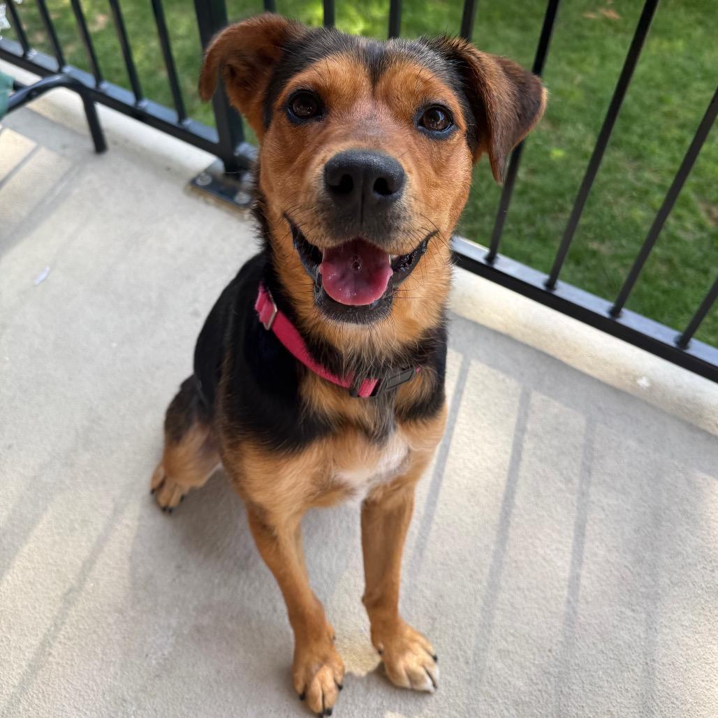 Enlarge Pinky, a Adoptable mixed breed in Falls Church, VA image 4/6