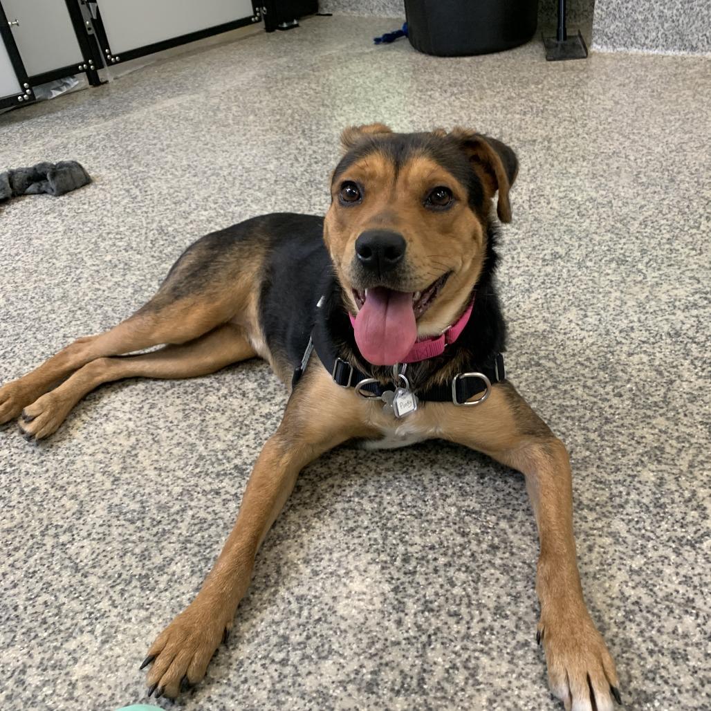 Enlarge Pinky, a Adoptable mixed breed in Falls Church, VA image 5/6