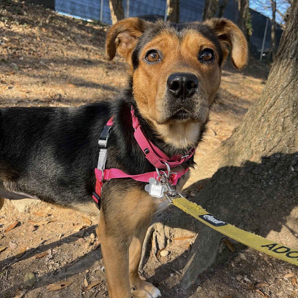 Enlarge Pinky, a Adoptable mixed breed in Falls Church, VA image 6/6