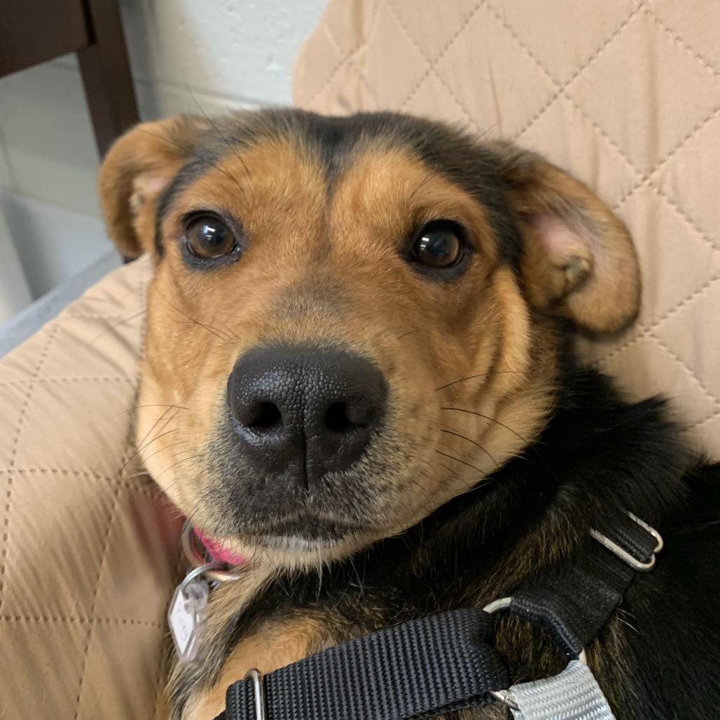 Enlarge Pinky, a Adoptable mixed breed in Falls Church, VA image 6/6