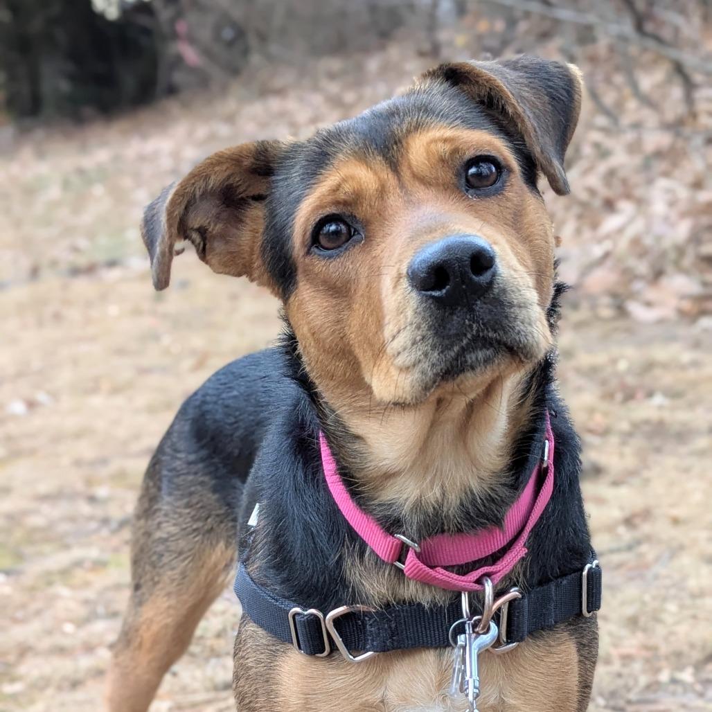 Enlarge Pinky, a Adoptable mixed breed in Falls Church, VA image 6/6