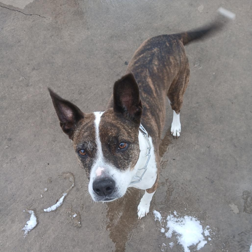 Enlarge Buddy - Home to Home, a Adoptable mixed breed in South Elgin, IL image 1/1
