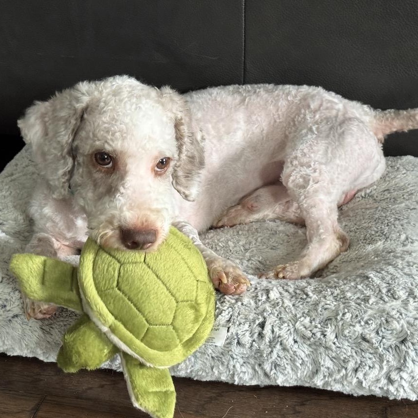 Hartwin Winks, ADOPTABLE, Adult Male Poodle.