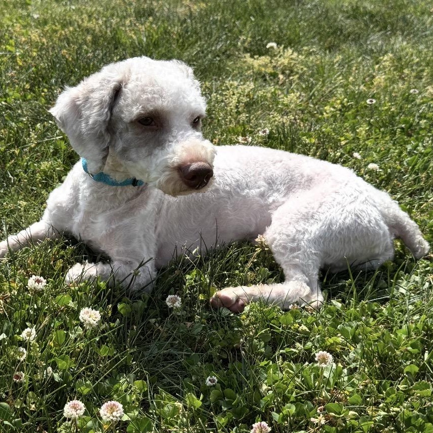 Enlarge Hartwin Winks, a ADOPTABLE mixed breed in Thompson's Station, TN image 3/3