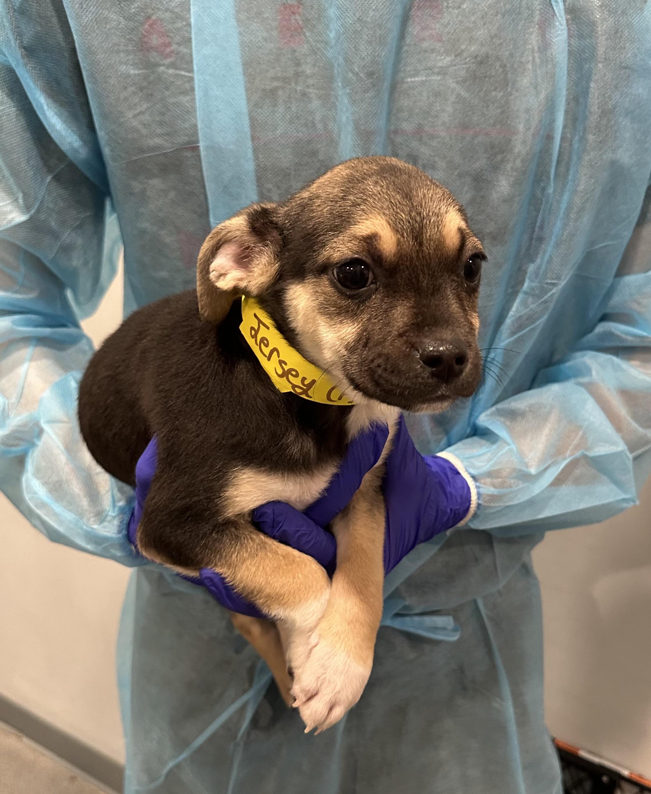 Enlarge Jersey, a ADOPTABLE mixed breed in Rock Hill, NY image 1/1