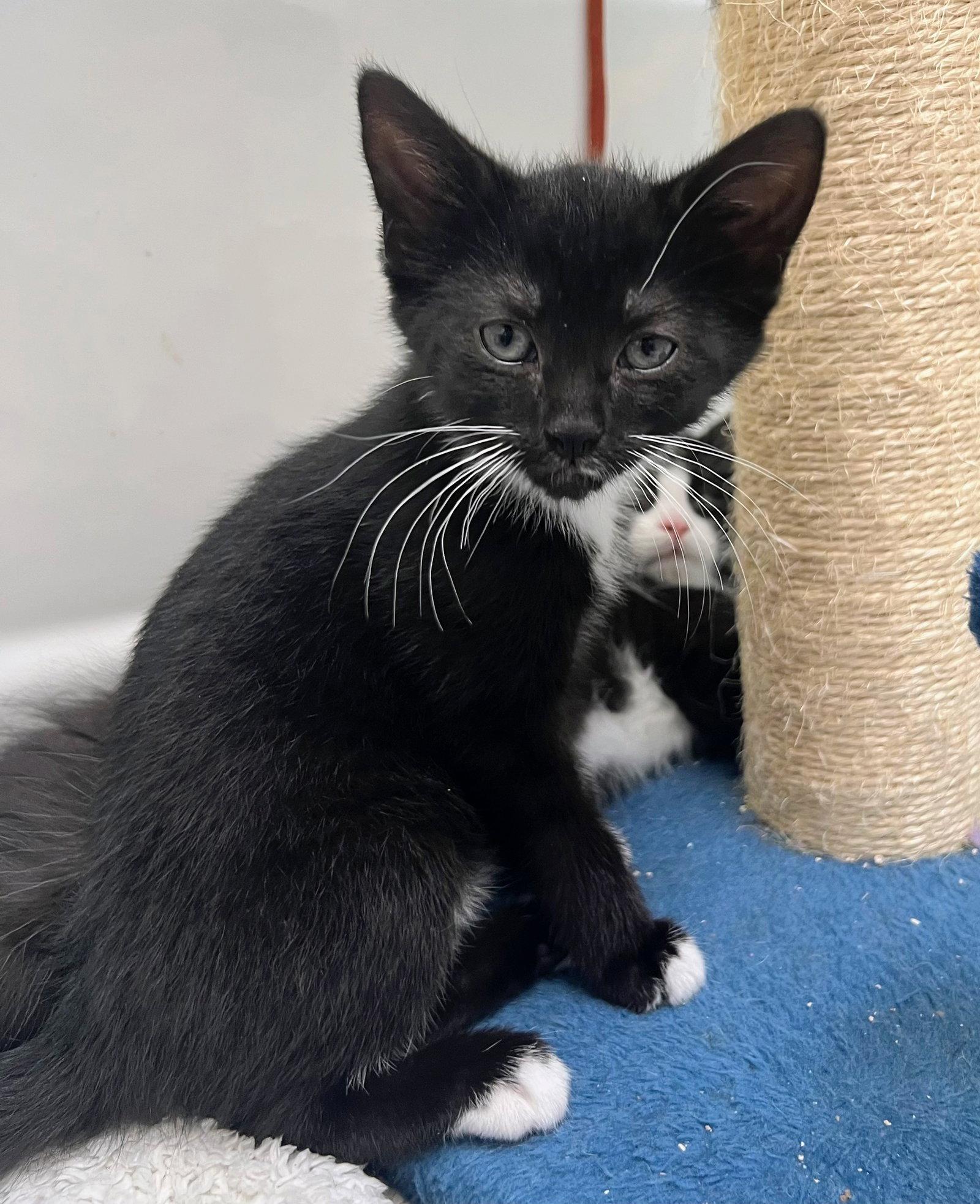 Enlarge Guppy, a Adoptable Domestic Short Hair in Reston, VA image 1/3