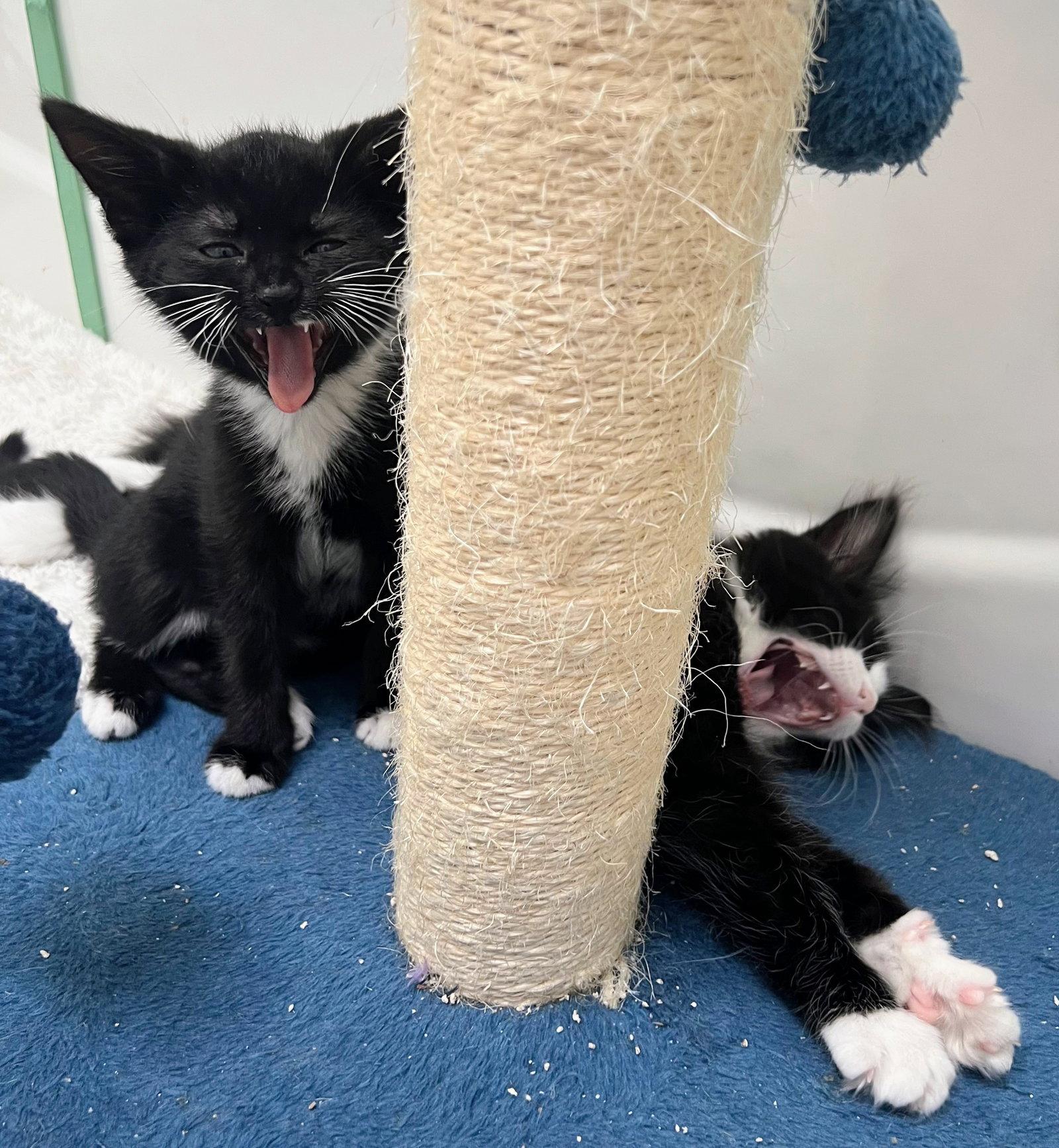 Enlarge Guppy, a Adoptable Domestic Short Hair in Reston, VA image 2/3