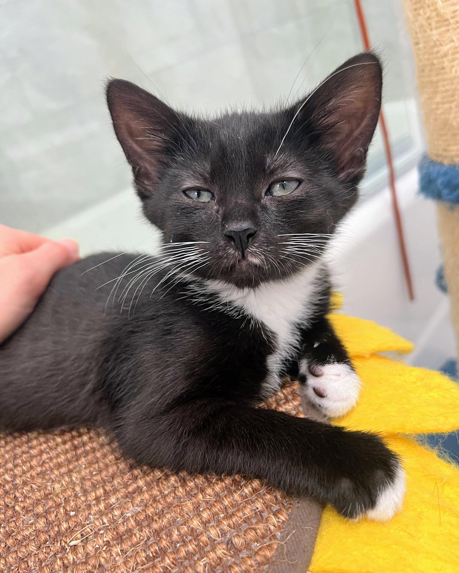 Enlarge Guppy, a Adoptable Domestic Short Hair in Reston, VA image 3/3