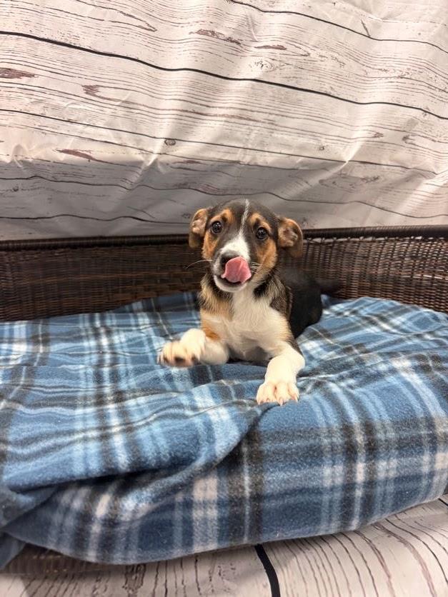 Jagger, a Adoptable Terrier in Neillsville, WI image 2/2
