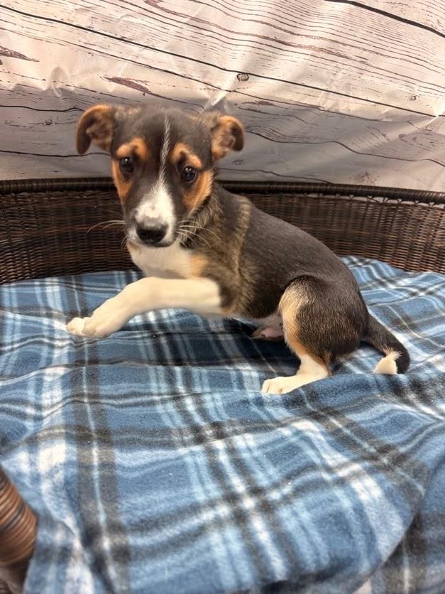 Jagger, a Adoptable Terrier in Neillsville, WI image 1/2