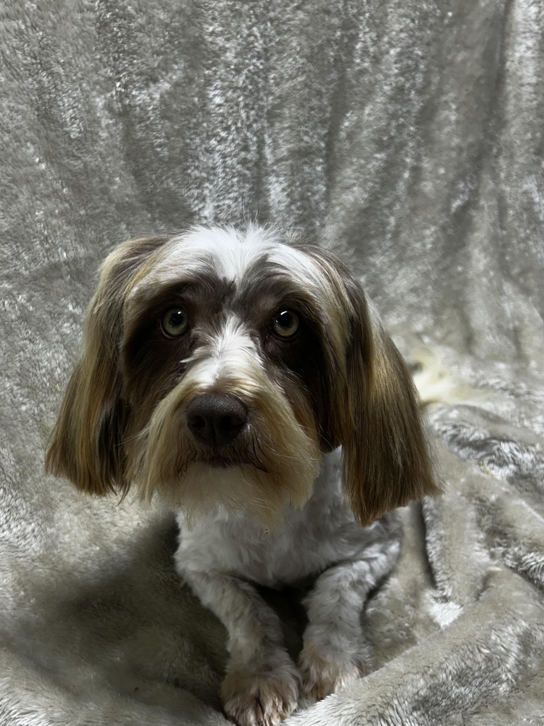 AMBER, Adoptable, Adult Female Havanese.