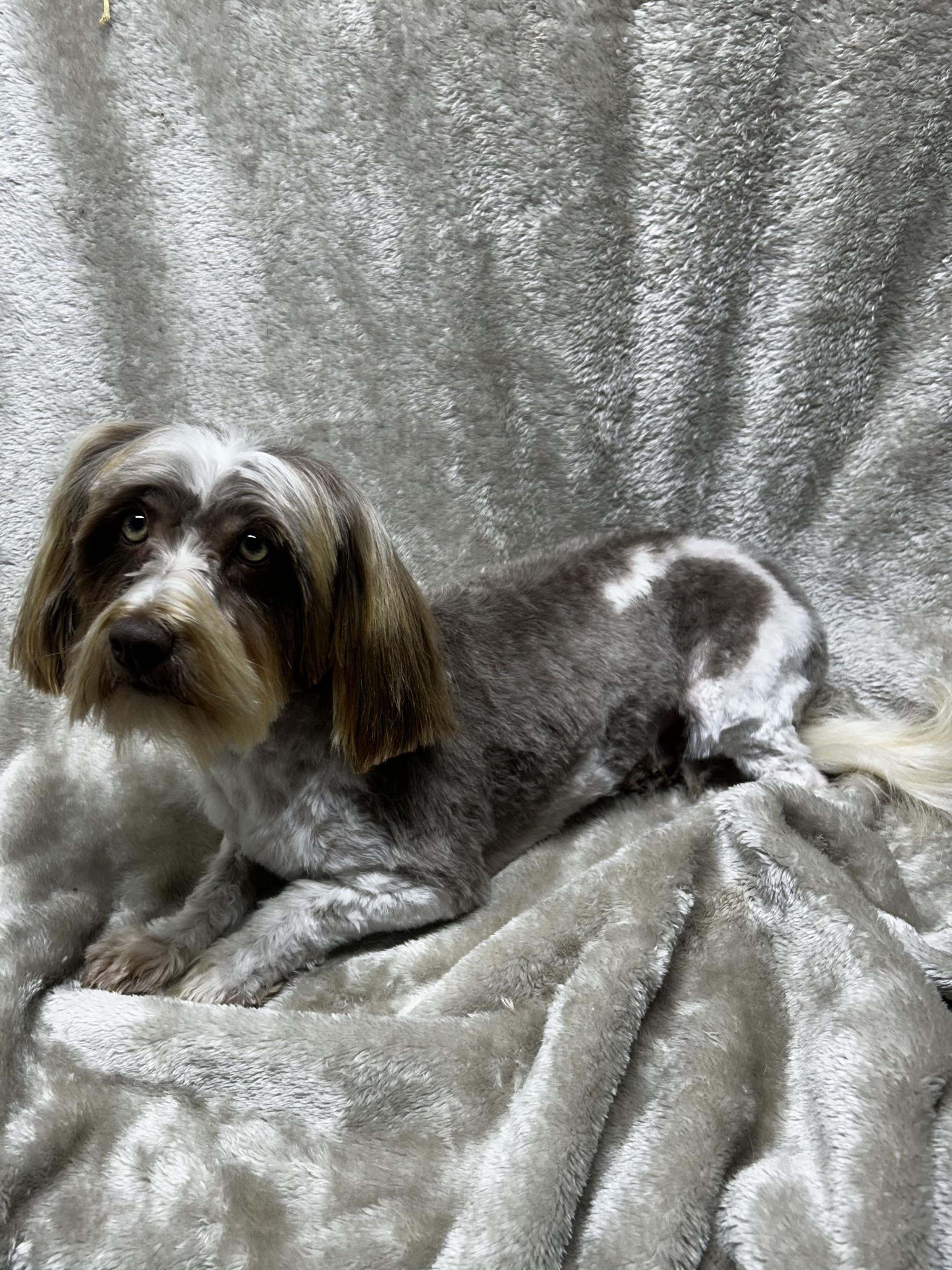 Enlarge AMBER, a Adopted Havanese in Elyria, OH image 2/4