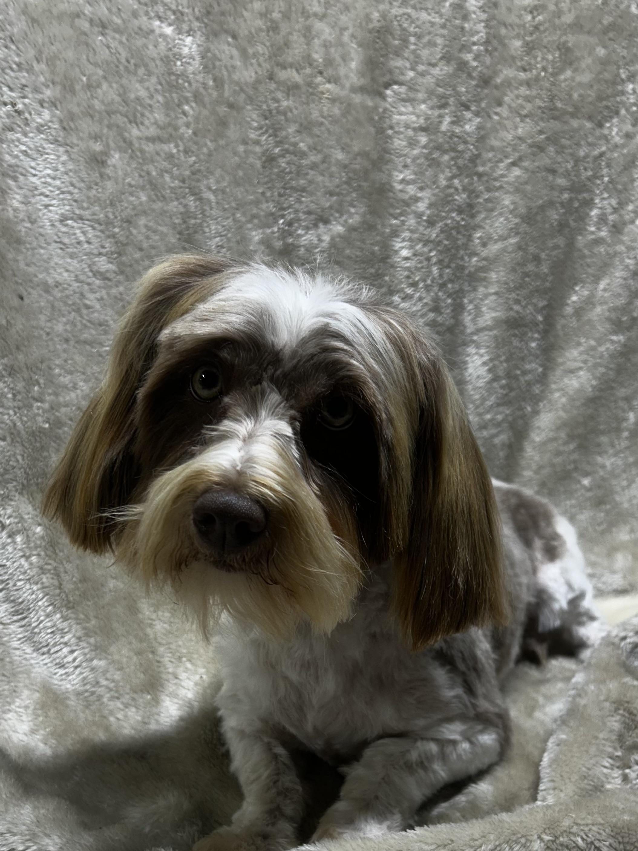 Enlarge AMBER, a Adopted Havanese in Elyria, OH image 3/4
