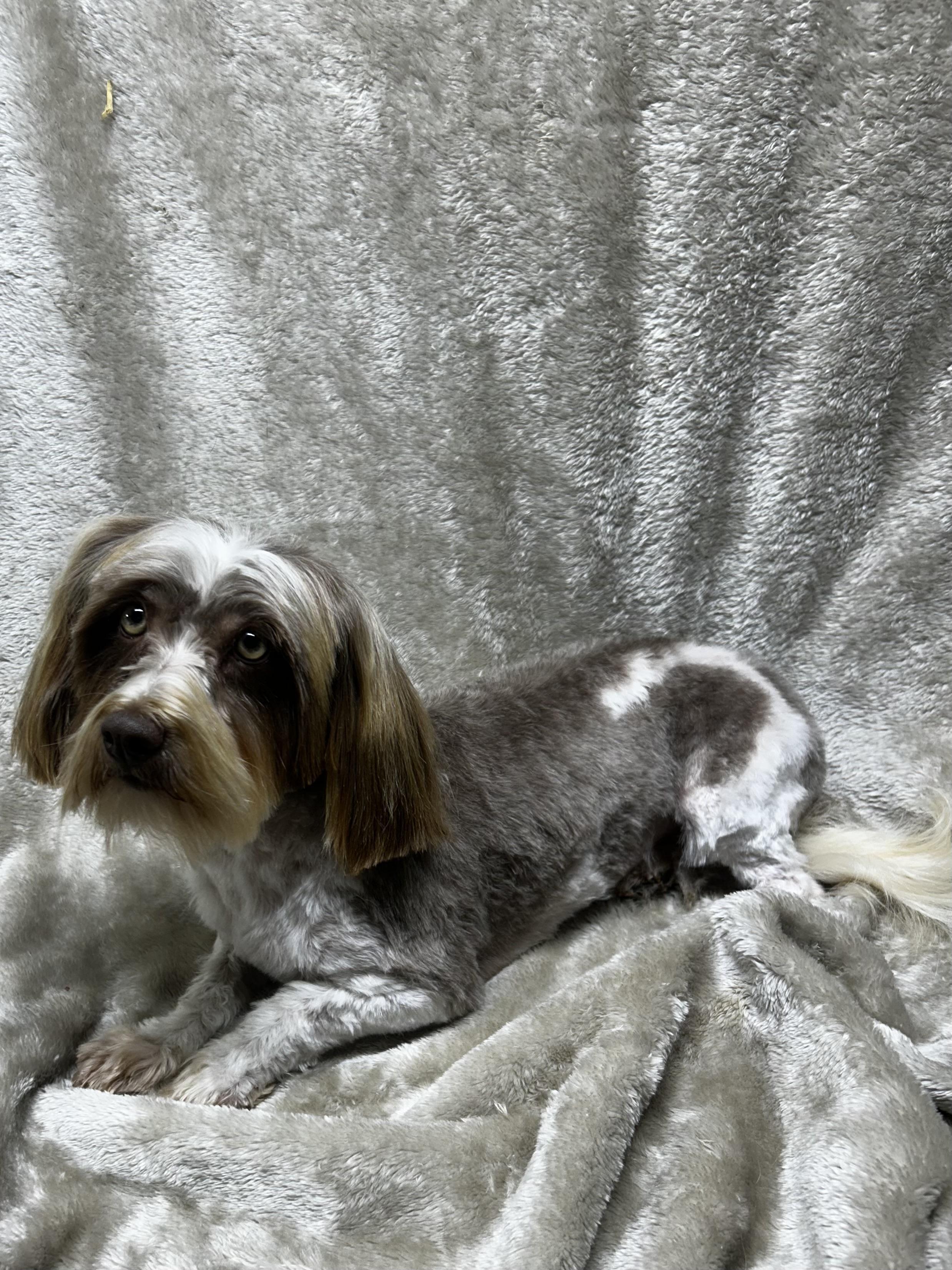 Enlarge AMBER, a Adopted Havanese in Elyria, OH image 4/4
