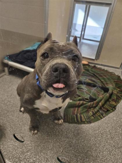 Enlarge Sweetie, a Adoptable mixed breed in Bellevue, WA image 1/1