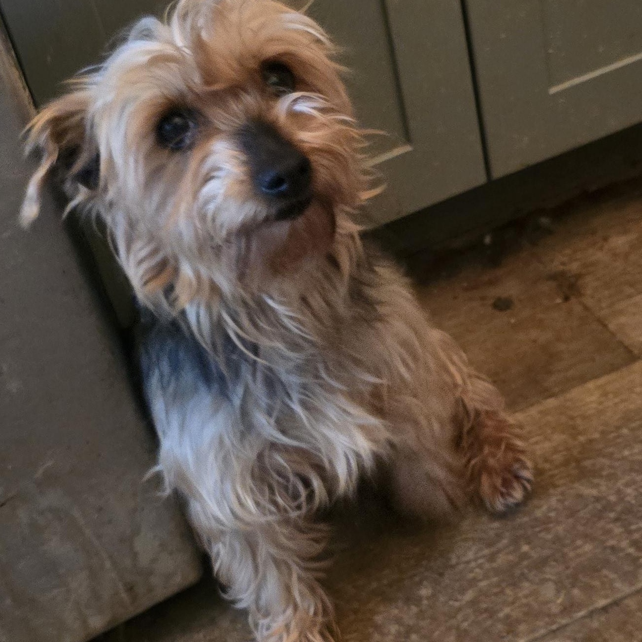 Enlarge Anika, a ADOPTABLE Yorkshire Terrier in Zaleski, OH image 1/2